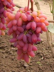 Саженцы винограда зарекамендованные и новинки
