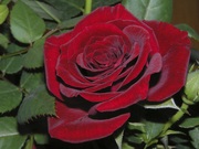Саженцы роз для Вашего сада!