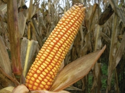 продам семена кукурузы,  очень стабильный гибрид 