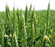 семена озимой пшеницы, универсальный очень урожайный сорт 