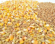 Зерноотходы,  зерносмеси,  все виды зерновых
