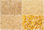 Куплю кукурудзу,  пшеницю,  сою. Зерновідходи