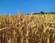 Закупівля пшениці,  кукурудзи,  сої,  соняшнику. Самовивіз