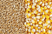 Куплю зерновые по всей территории Украины