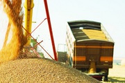 Транспортування зернових вантажів. Послуги зерновозів