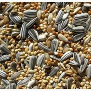 Куплю зерноотходы масличных