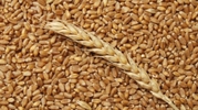 Продам зерна пшениці на корм